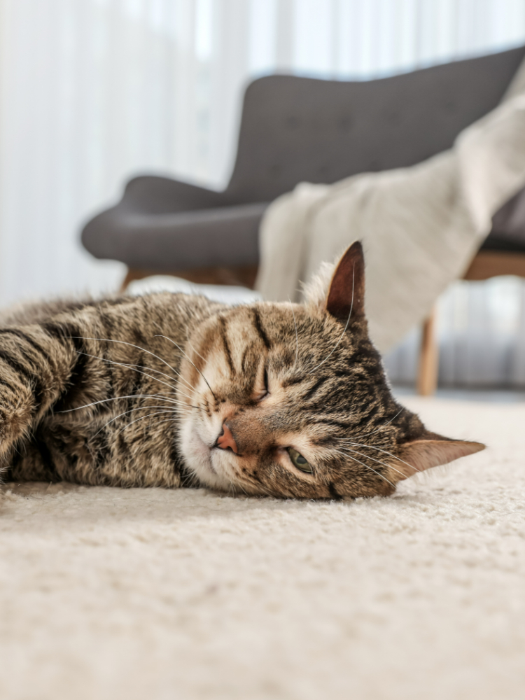 cat on carpet
